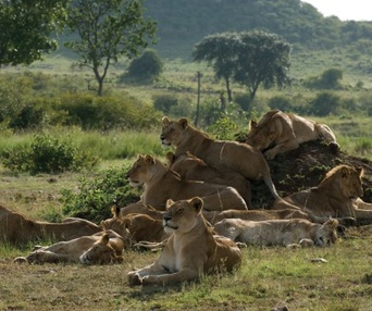 Une scène du film African Cats