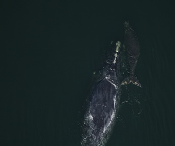 Une scène du film Last of the Right Whales