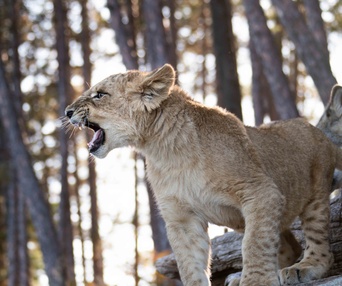 Image du film Le loup et le lion