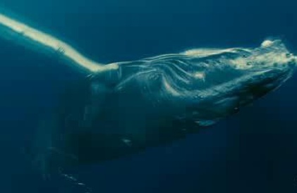 Bande-annonce en anglais