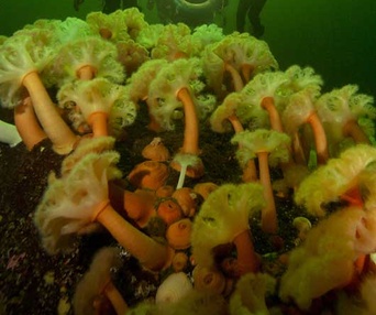 Sous les mers du monde en 3D