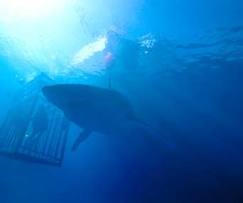 Une scène du film 47 Meters Down