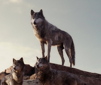Une scène du film The Jungle Book