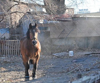 Une scène du film Le Horse Palace