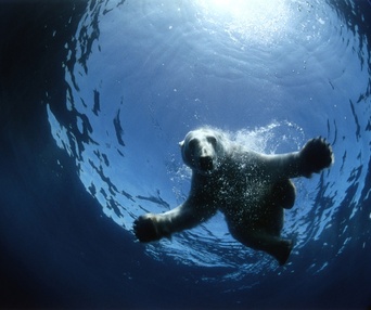 Une scène du film To the Arctic 3D