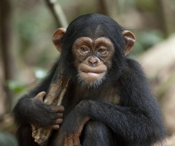 Une scène du film Chimpanzee