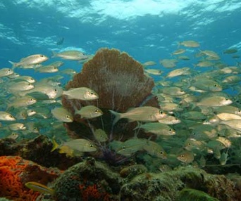 Sous les mers du monde en 3D