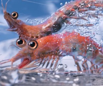Une scène du film Happy Feet Two