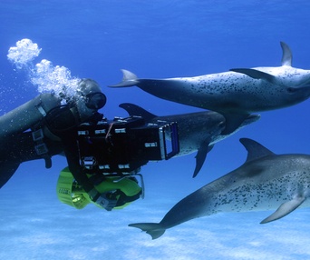 Scène du film Dauphins et baleines 3D