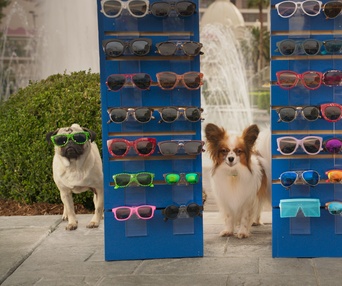 Une scène du film Show Dogs