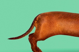 Affiche du film Wiener-Dog