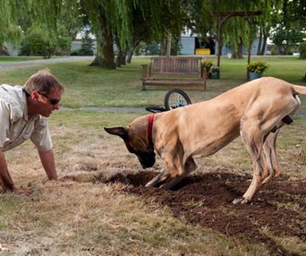 Une scène du film Marmaduke
