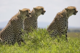 Une scène du film African Cats: Kingdom of Courage