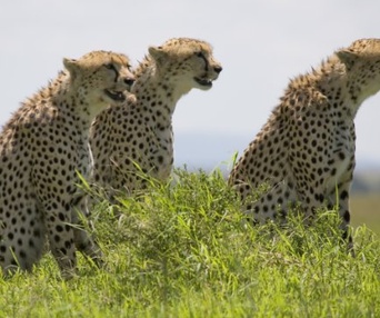 Une scène du film African Cats: Kingdom of Courage