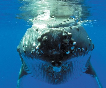 Scène du film Dauphins et baleines 3D