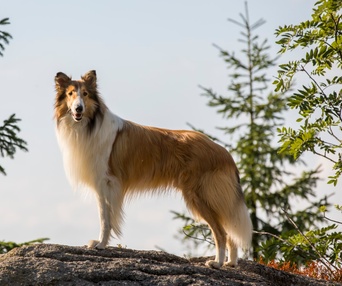 Une scène du film Lassie - La route de l'aventure