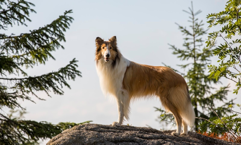Une scène du film Lassie - La route de l'aventure