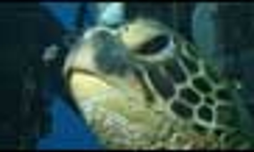 Galerie photo de Sous les mers du monde en 3D