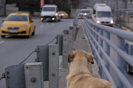 Une scène du film Stray