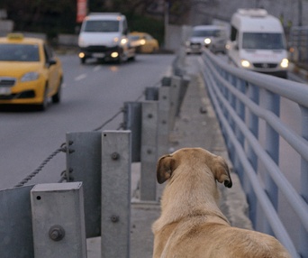 Une scène du film Stray