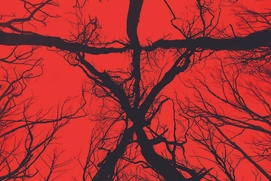 Affiche du film Blair Witch Affiche du film Blair Witch