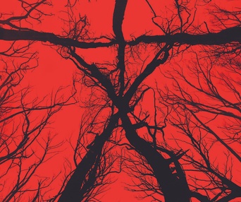 Affiche du film Blair Witch