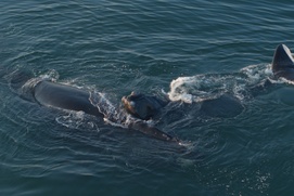 Une scène du film Last of the Right Whales Une scène du film Last of the Right Whales