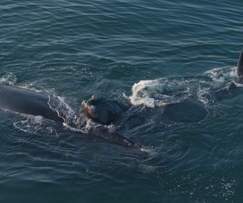 Une scène du film Last of the Right Whales