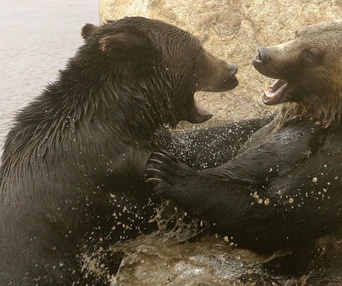 Scène du film Les animaux amoureux