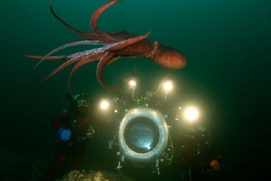 Scène du film Sous les mers du monde