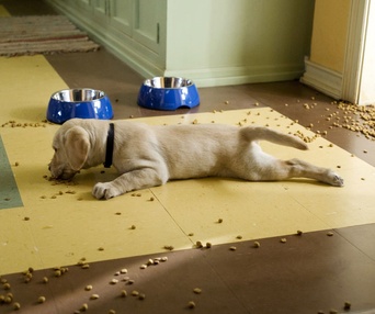Scène du film Marley and Me