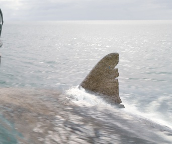 Une scène du film The Meg
