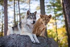 Image du film Le loup et le lion Image du film Le loup et le lion