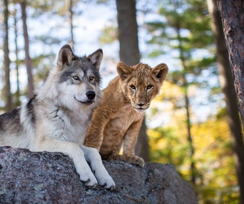 Image du film Le loup et le lion