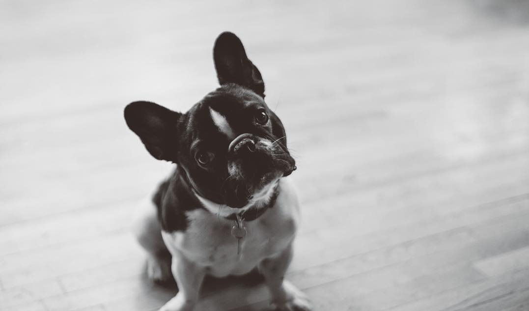Les amoureux des animaux : Rencontrez 10 chiens de vedettes québécoises