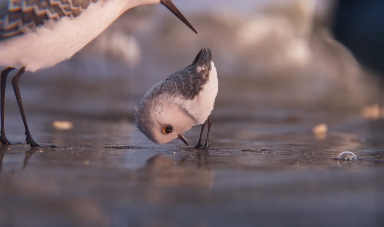 Premières images de l'adorable nouveau court métrage de Pixar, Piper