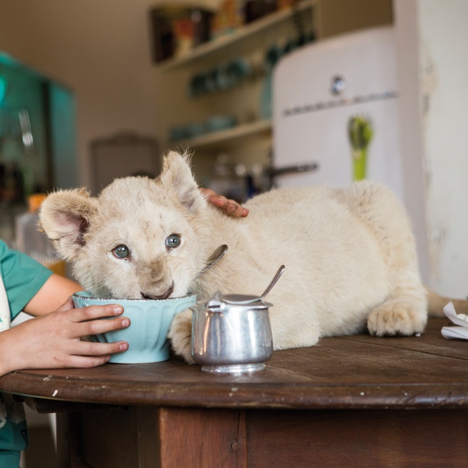 Une scène du film <em>Mia et le lion blanc</em>