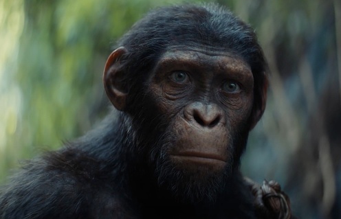 Une scène du film Kingdom of the Planet of the Apes