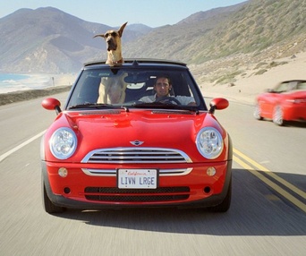 Une scène du film Marmaduke