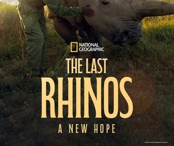 Image du film The Last Rhinos: A New Hope