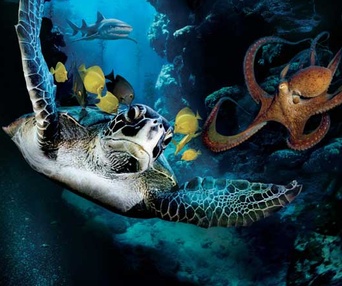 Sous les mers du monde en 3D