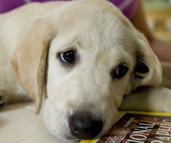 Scène du film Marley and Me
