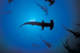 Scène du film Sharkwater