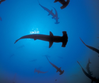 Scène du film Sharkwater