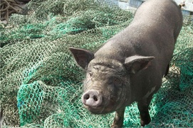 Une scène du film Le cochon de Gaza Une scène du film Le cochon de Gaza