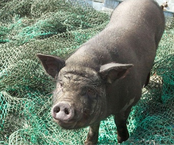 Une scène du film Le cochon de Gaza