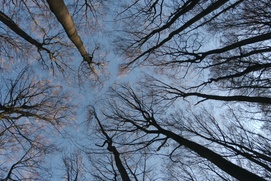 Une scène du film The Hidden Life of Trees