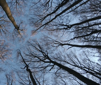 Une scène du film The Hidden Life of Trees