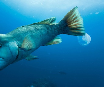 Une scène du film Oceans