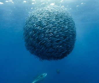 Une scène du film Oceans